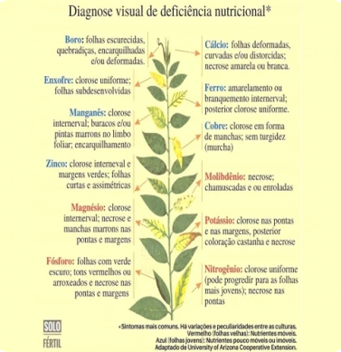 lateral-nutricao-de-plantas.webp