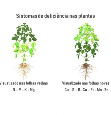 lateral-adubacao-foliar-2.webp